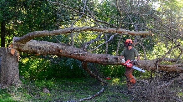 Timber No More: The Art of Tree Removal