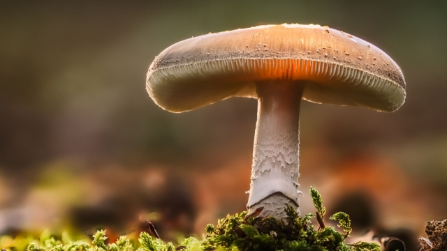 From Fungi to Feasts: The Art of Mushroom Cultivation