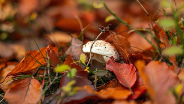 Fungi Fun: Unveiling the Secrets of Successful Mushroom Growing