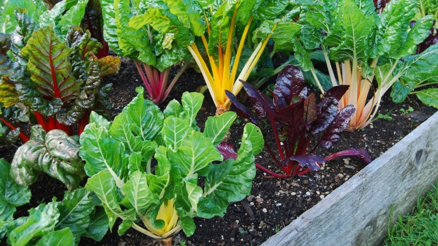 The Green Thumb’s Guide to Thriving Organic Gardens
