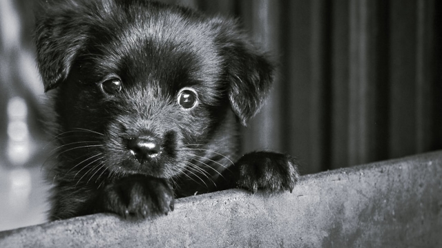 Types of Companion Animals An Overview