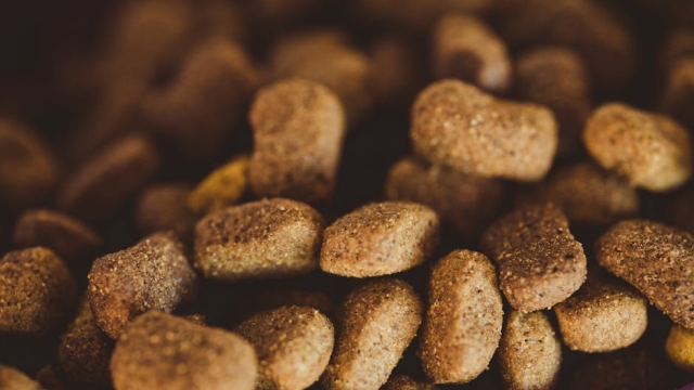 Signs of Poor Gut Health in Dogs How to Identify Them